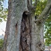 Where's Waldo? Waldo the squirrel.  by scoobylou