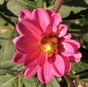 24th Aug 2024 - Dahlia