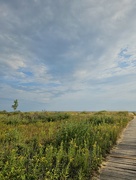 24th Aug 2024 - Boardwalk