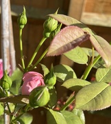 3rd Aug 2024 - Rose buds....