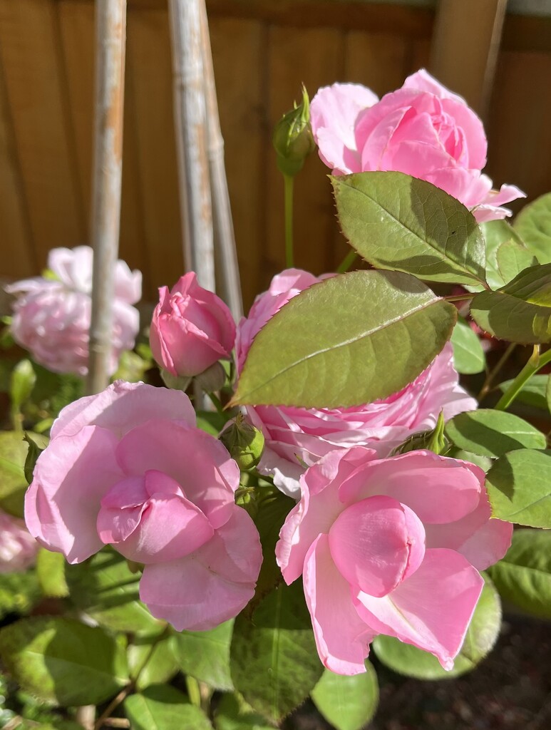 Roses in bloom.... by anne2013