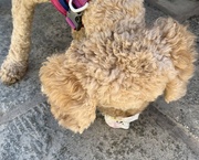 11th Aug 2024 - Doggy ice cream....