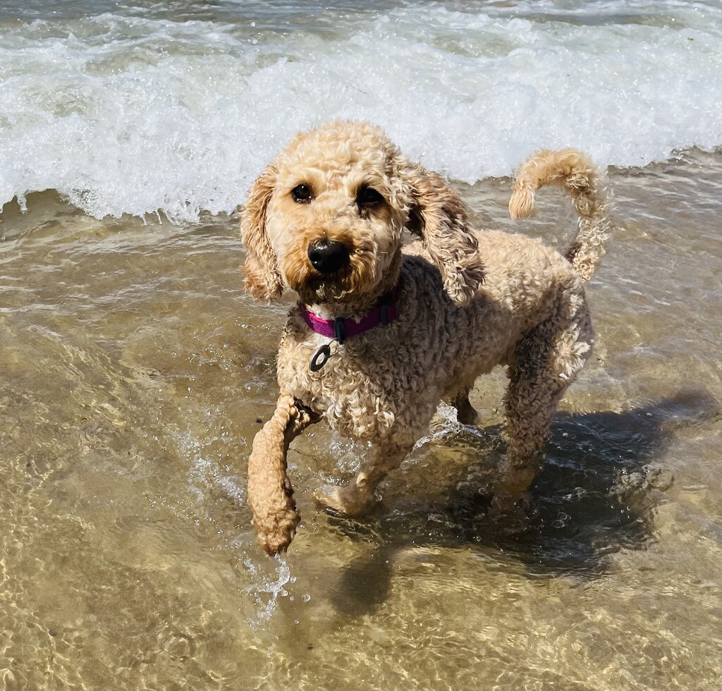 First time at the beach.... by anne2013