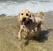 16th Aug 2024 - First time at the beach....