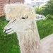 Alpaca (painting) by stuart46