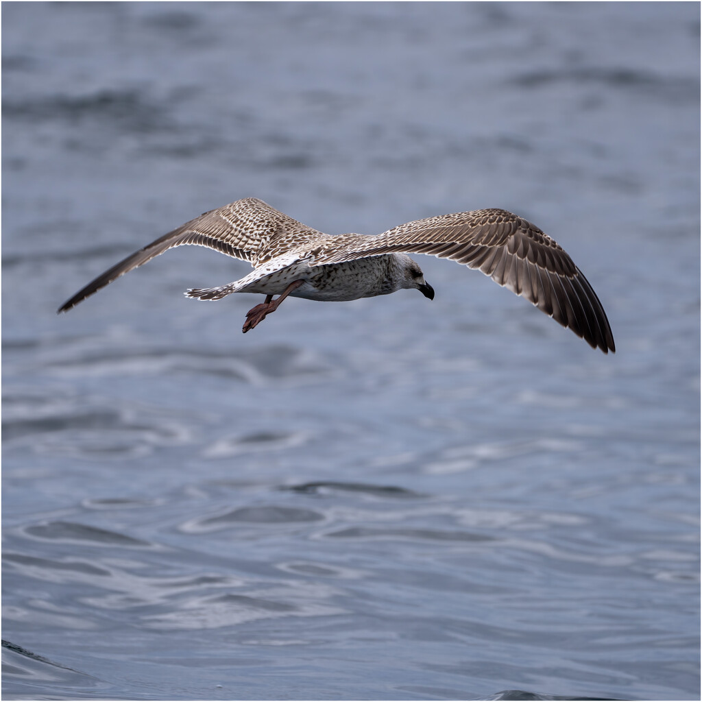 Large white-headed gull by clifford