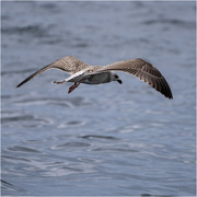 25th Aug 2024 - Large white-headed gull