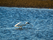 23rd Aug 2024 - Looking for a feed