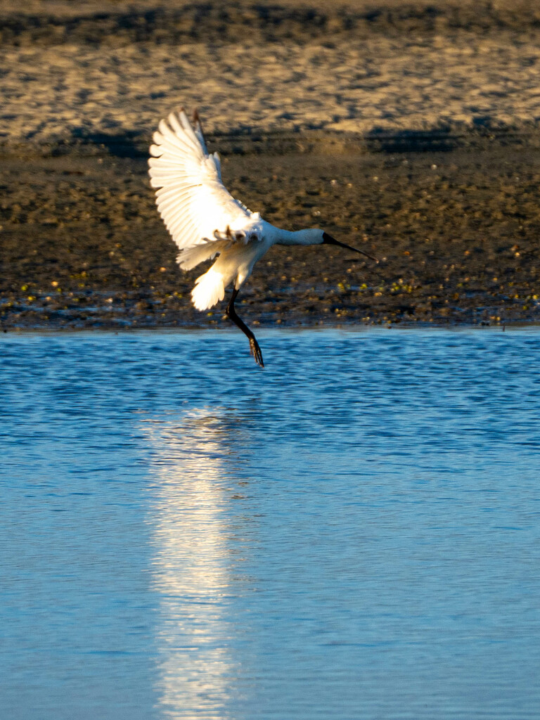 Coming in to land by christinav