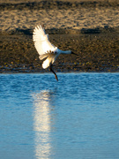 22nd Aug 2024 - Coming in to land