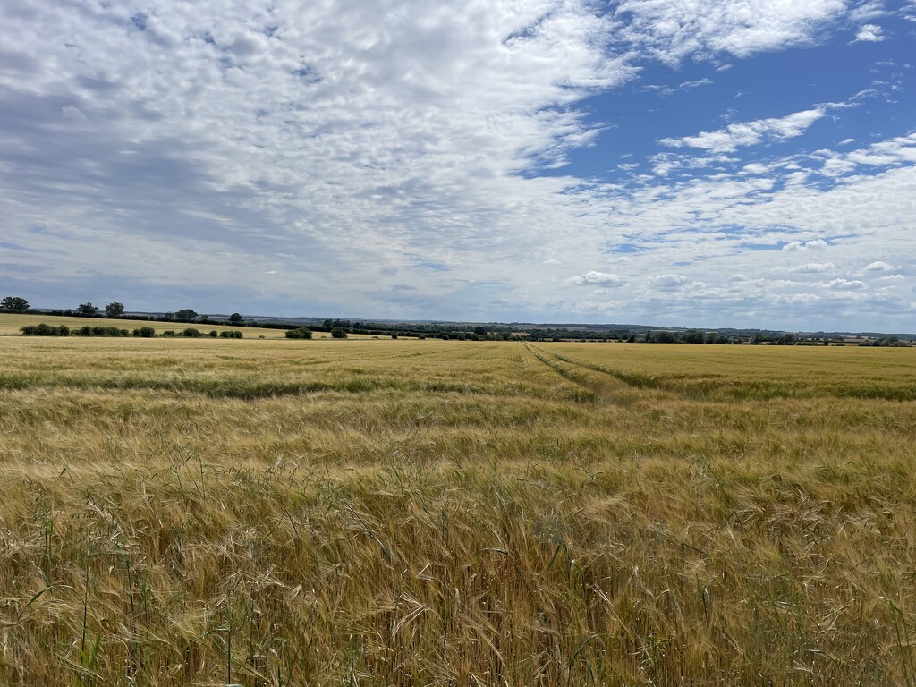 Local field walk by sshoe