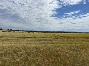 21st Jul 2024 - Local field walk