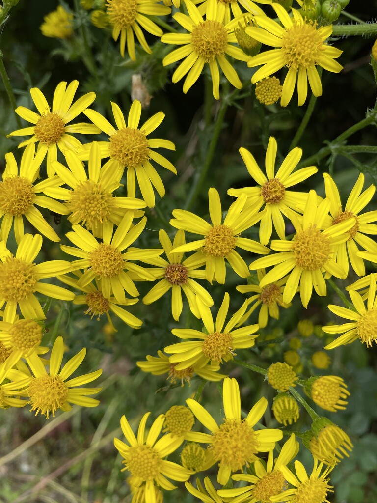 Summer flowers by sshoe