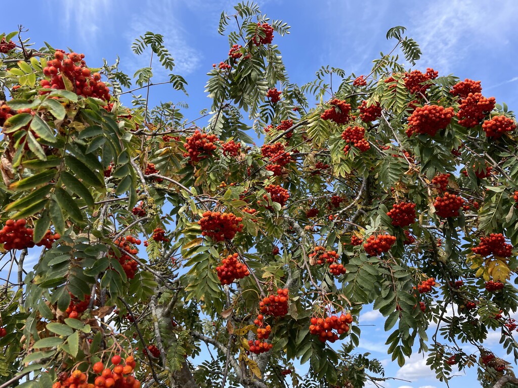 Berries for birds by sshoe