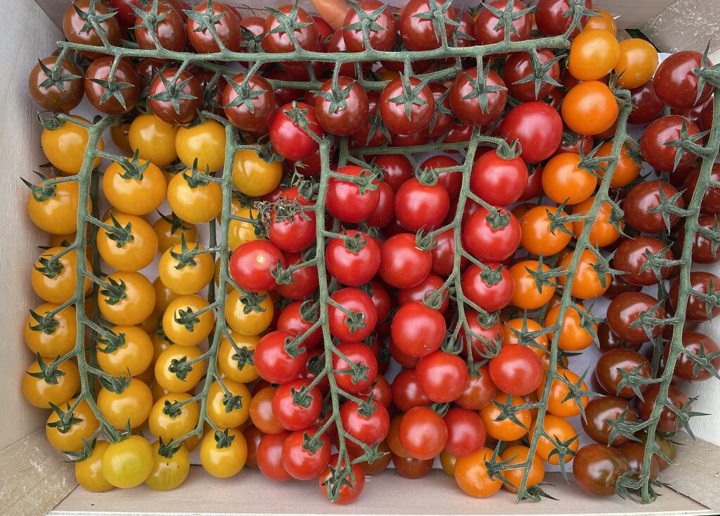 Market tomatoes  by sshoe