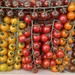 Market tomatoes  by sshoe