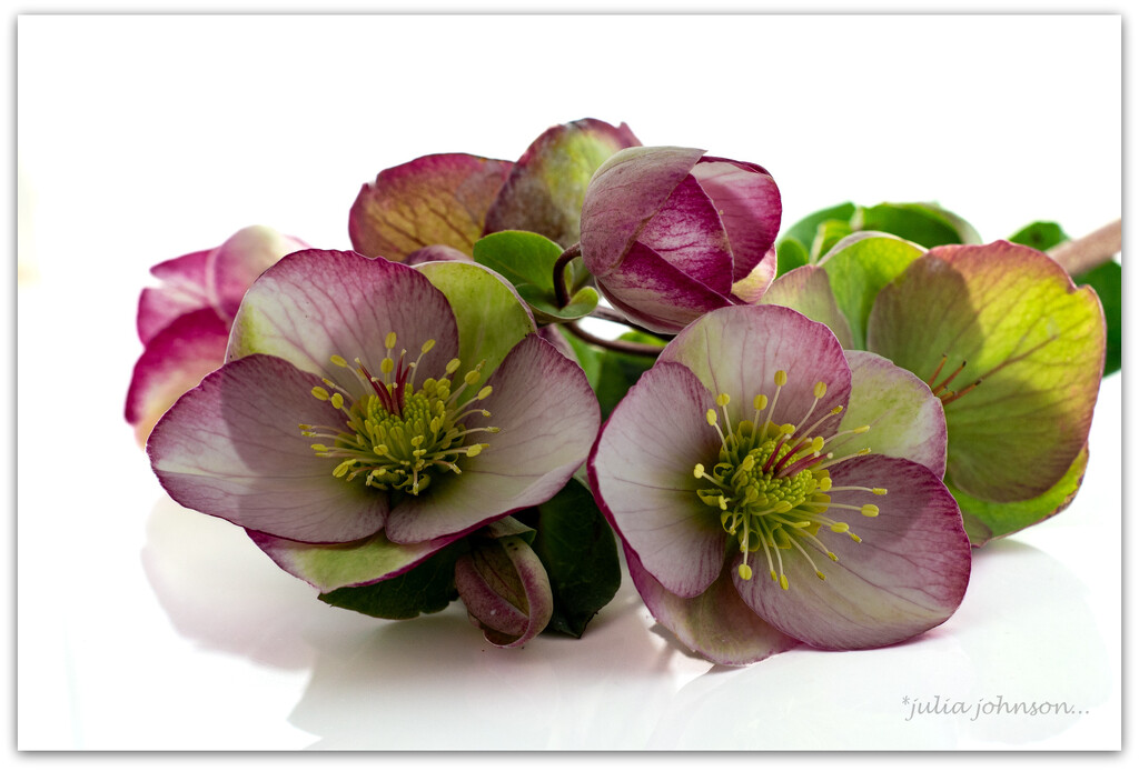 Helebores- Winter Rose. by julzmaioro