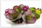 25th Aug 2024 - Helebores- Winter Rose.