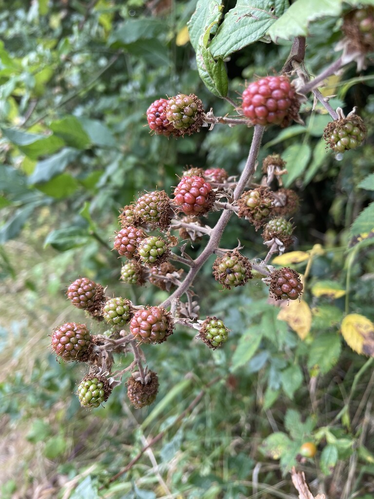 Ripening berries by sshoe