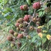 Ripening berries