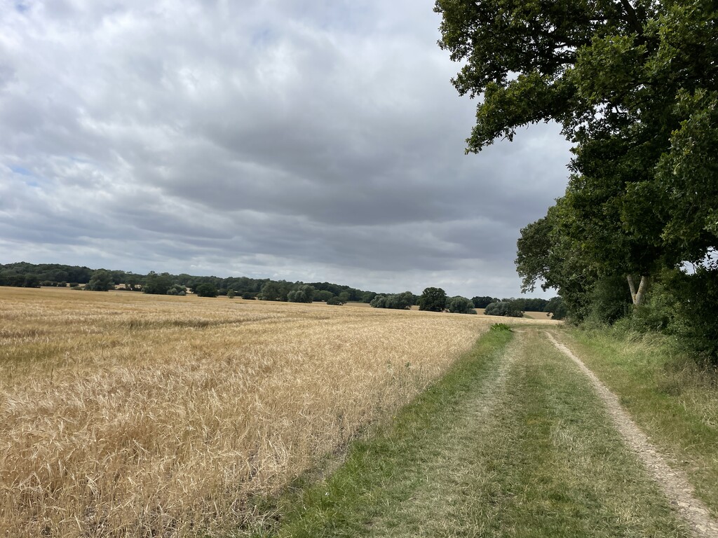 Field walk by sshoe