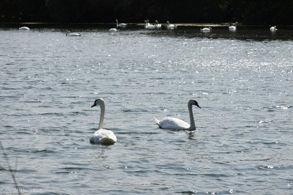 swans by parisouailleurs