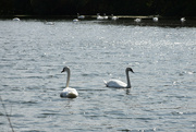 19th Aug 2024 - swans