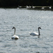 swans by parisouailleurs