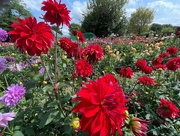 25th Aug 2024 - love me in red