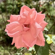 25th Aug 2024 - Pretty scruffy gorgeously fragranced Rose