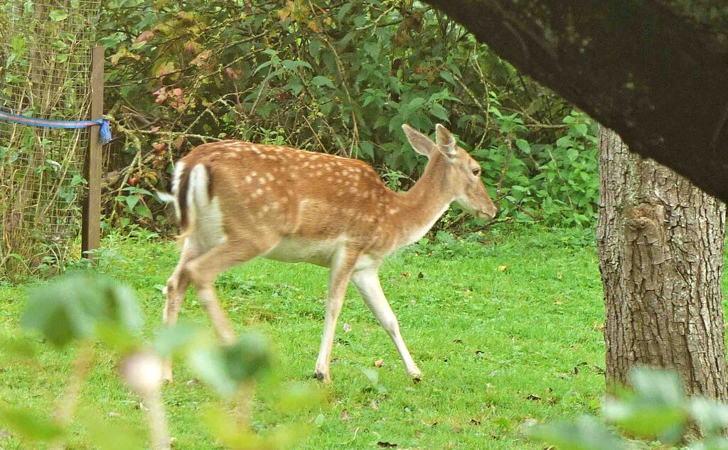 Fallow Deer by arkensiel