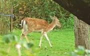 24th Aug 2024 - Fallow Deer