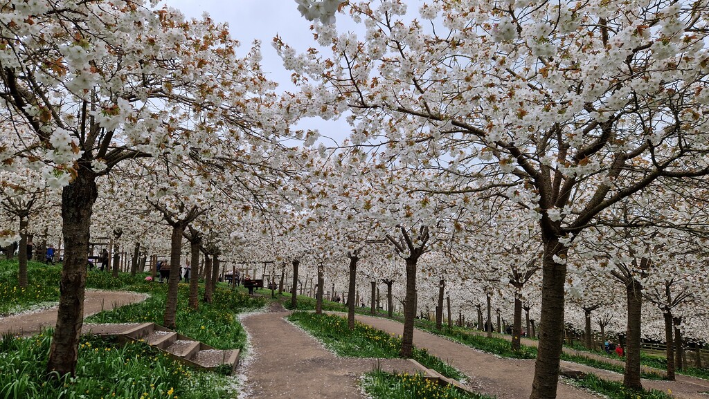 Alnwick Gardens Cherry Blossom by bunnymadmeg