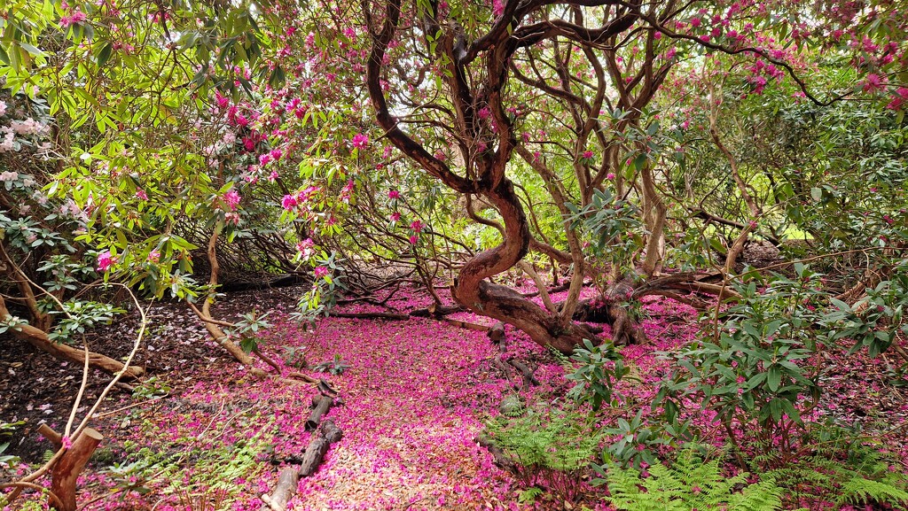 The American Garden, Saltwood by bunnymadmeg