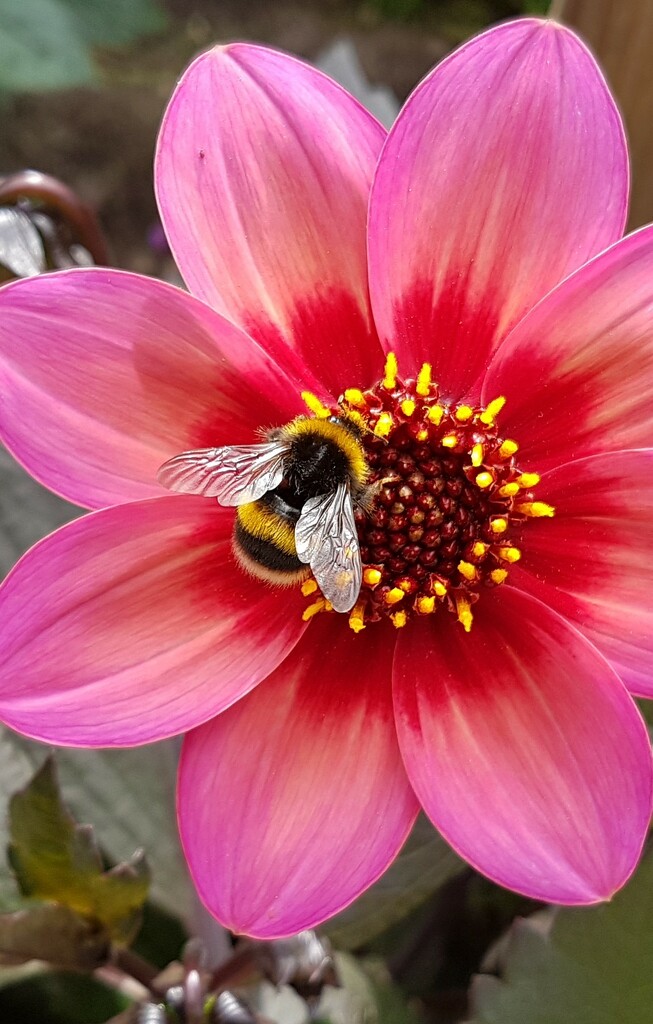 Bee on a flower  by bunnymadmeg