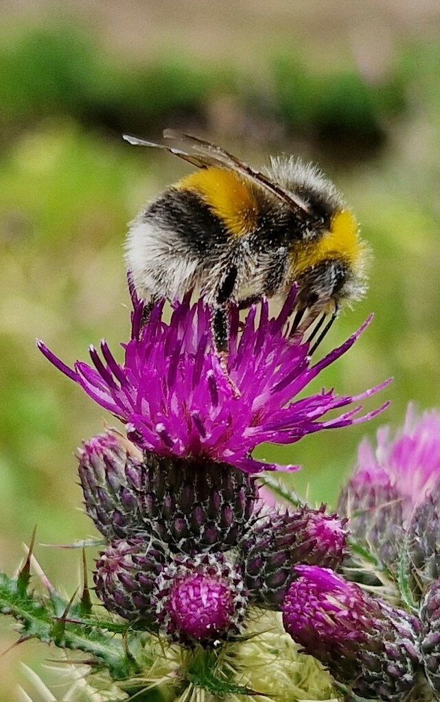 Bee on a thistle by bunnymadmeg