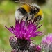 Bee on a thistle by bunnymadmeg