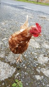 10th Jun 2024 - Friendly hen