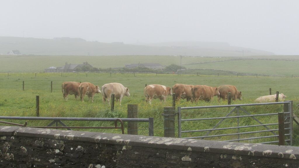 Even the cows are fed up with the weather by bunnymadmeg