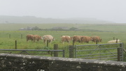 14th Jun 2024 - Even the cows are fed up with the weather