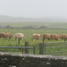 Even the cows are fed up with the weather by bunnymadmeg