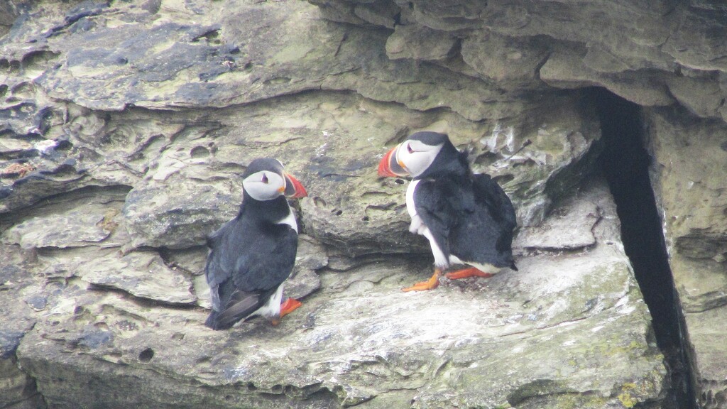 Puffins on the Brough of Birsay by bunnymadmeg