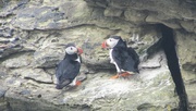 16th Jun 2024 - Puffins on the Brough of Birsay