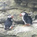 Puffins on the Brough of Birsay by bunnymadmeg