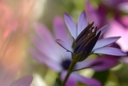 25th Aug 2024 - Emerging daisy~~~~~