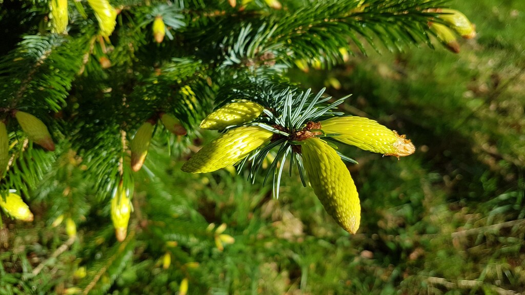 Baby pine cones by bunnymadmeg