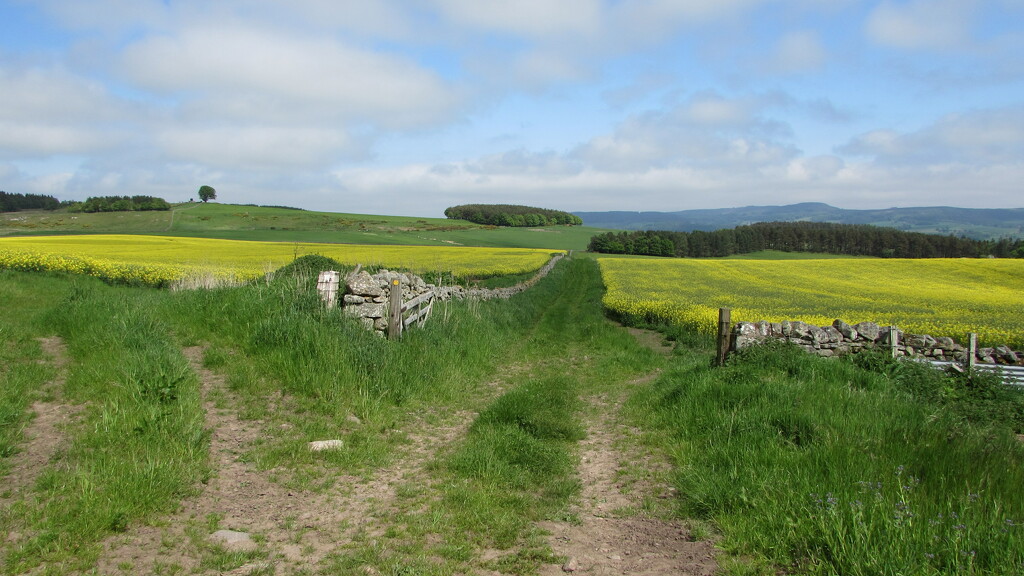 Fields near Wooler by bunnymadmeg