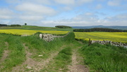 19th May 2024 - Fields near Wooler