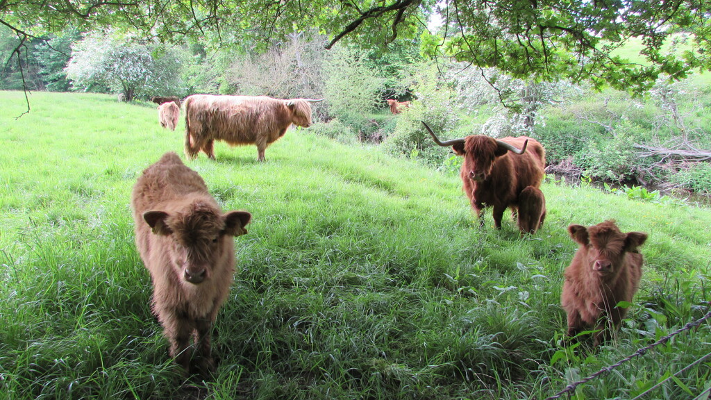 Highland cattle at the Hirsel by bunnymadmeg