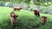 20th May 2024 - Highland cattle at the Hirsel